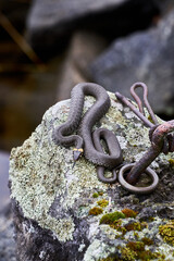 Snake on the rock