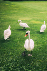 Swans Grazing on Lush Green Grass