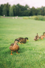 Ducks Grazing on Lush Green Grass