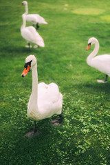 Swans Grazing on Lush Green Grass