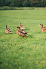 Ducks Grazing on Lush Green Grass