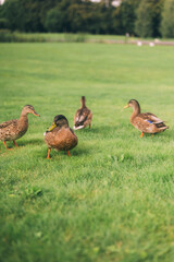 Ducks Grazing on Lush Green Grass