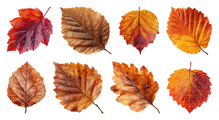 PNG Colorful autumn leaves collection, element set on transparent background