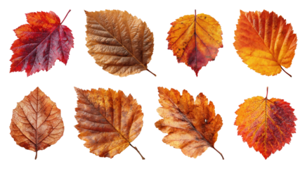 PNG Colorful autumn leaves collection, element set on transparent background