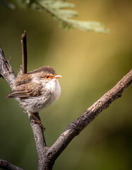 Fairy wren
