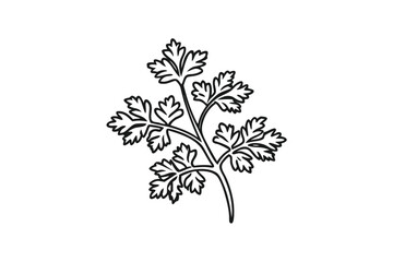 Parsley herb on white background, culinary ingredient, outline