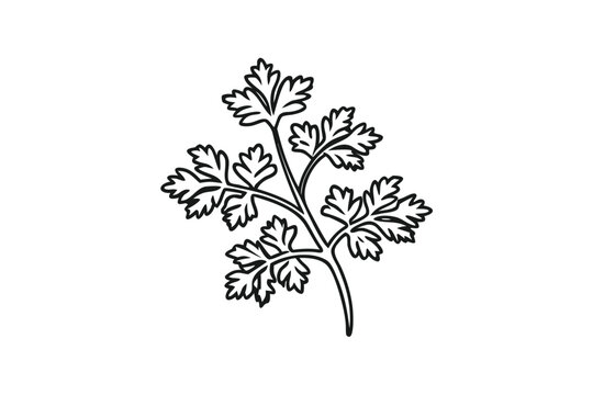 black and white parsley plant on white clip art preview