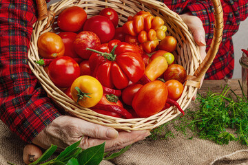 Preserved season vegetable concept. Harvest of tomato, chili, greens, onion and garlic