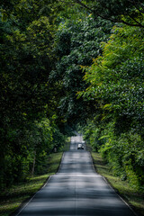 A winding highway of asphalt cuts through the mountain landscape, where nature thrives, trees guard the road, forests embrace the horizon, and travel feels alive.