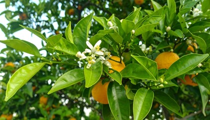 A close-up view of a citrus tree branch laden with bright orange fruits and delicate white blossoms, showcasing the vibrant colors and natural beauty of a fruitful orchard.