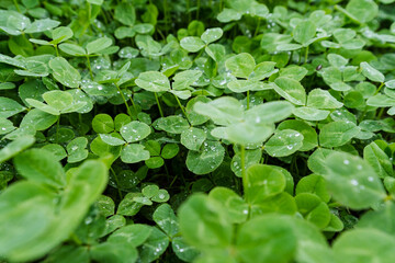 A Lush Green Clover Field adorned with Raindrops that Glimmer in the soft, gentle light of the day, creating a serene and peaceful atmosphere in the beautiful countryside landscape