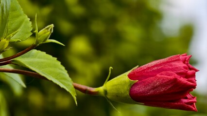 Closeup of a red hibiscus bud with green leaves in a natural garden