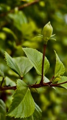 Hibiscus bud is about to bloom in the garden on a sunny day