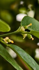 Close up of breynia disticha snowbush flowers and leaves in natural light