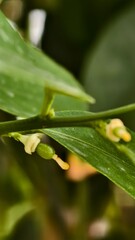 Closeup of green leaves and small flowers on a branch in the garden