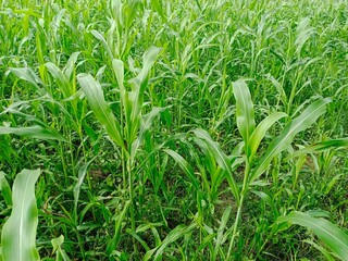 Obraz premium Vibrant green leaf's, vibrant green flowers, vibrant green grass, love nature, vibrant green background, vibrant green sorghum field 