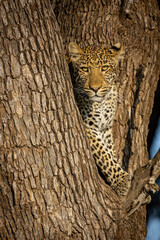 Leopard in the tree in South Luangwa NP Zambia © IrenaB