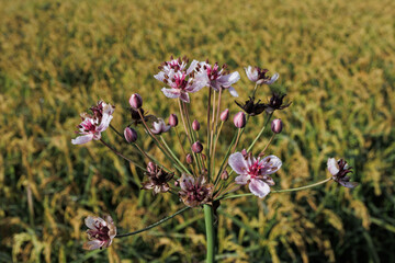 Butomus umbellatus Greater Flowering-rush flower close up delicate petals characteristic