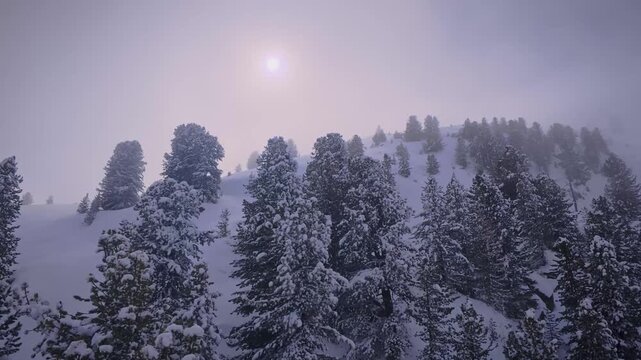 Sun shining through fog ina snowy winter forest.