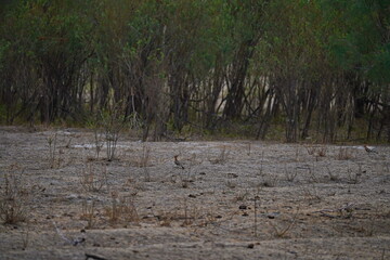 A bird in a mountain gorge. National Nature Park.