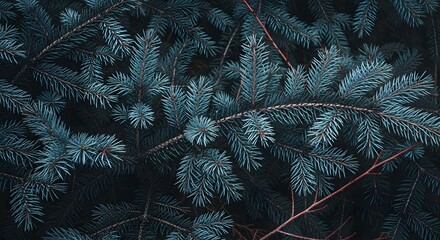 Closeup of dark blue spruce branches with sharp needles, showcasing the texture and detail of the evergreen foliage in a natural, moody setting