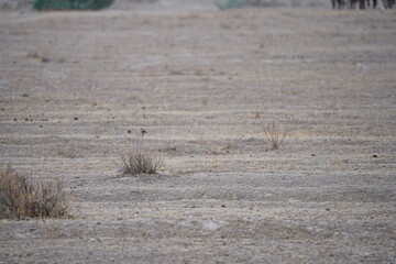 A bird in a mountain gorge. National Nature Park.