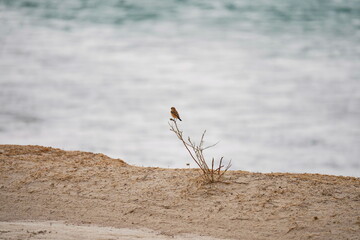A bird in a mountain gorge. National Nature Park.