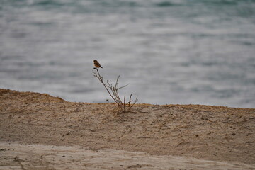 A bird in a mountain gorge. National Nature Park.