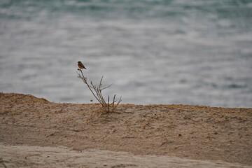 A bird in a mountain gorge. National Nature Park.