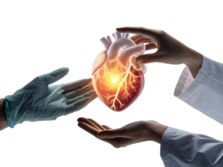 Two Hands Gently Transferring a Holographic Human Heart with Glowing Vessels Against a Black Background isolated on a transparent background