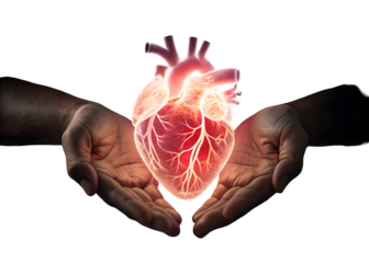 Two Hands Gently Holding a Translucent Red Human Heart Anatomical Model with Visible Vessels and Chambers isolated on a transparent background