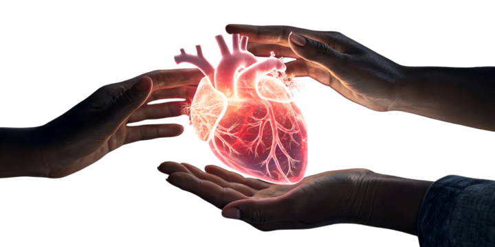 Two Hands Gently Supporting a Translucent Red Human Heart Hologram Against a Black Background isolated on a transparent background