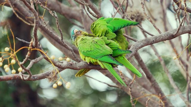 Pair of blue-crowned parakeets perched on a branch, preening and interacting in their natural habitat in Argentina.