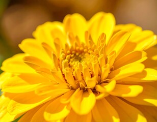 Fototapeta premium A close-up view of a vibrant yellow flower, showcasing intricate details in its petals and central disc.