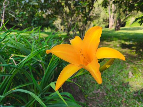 A vibrant orange daylily flower in full bloom, captured in a close-up against a soft-focus green garden background. - Powered by Adobe