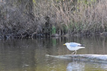 Seagull standing on a log on a lake in the spring