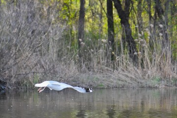 seagull flying in the sky over the river, nature series