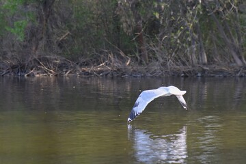 seagull flying in the sky over the river, nature series