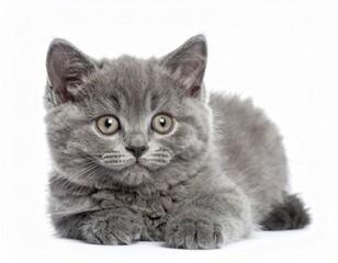 Obraz premium A charming gray kitten with soft fur, and captivating eyes lies, inviting warmth and affection, portrait capturing feline elegance.