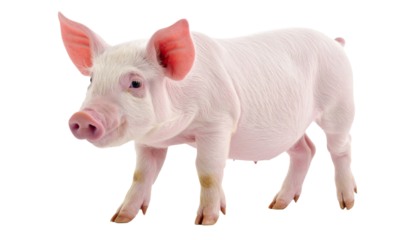 Cute Pink Piglet Standing Isolated on White Background, Full Body Side View