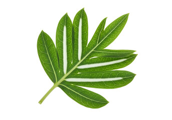 Obraz premium A vibrant, detailed close-up of a tropical leaf, showcasing its intricate vein patterns and vibrant green color against a striking black background.