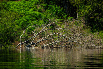 Landscape of Lake La Ravière in the early morning in the South of France. Calm water surrounded by forest in Occitanie.