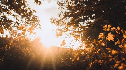 Sunset glow over flowering meadow nature scene serenity warmth golden hour tranquil environment