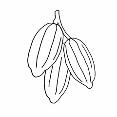 cocoa fruit vector illustration. raw materials for making chocolate. Outline of cocoa fruit in hand-drawn style.