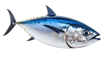 High-Resolution Bluefin Tuna Fish on White Background for Seafood or Marine Concepts