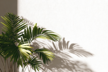 palm tree leaves shadow isolated on transparent background, Summer sunlight and shadow overlay effect, shadow for photo interior backdrop mockup, realistic shadow overlay effects