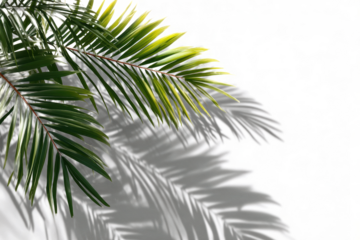 palm tree leaves shadow isolated on transparent background, Summer sunlight and shadow overlay effect, shadow for photo interior backdrop mockup, realistic shadow overlay effects