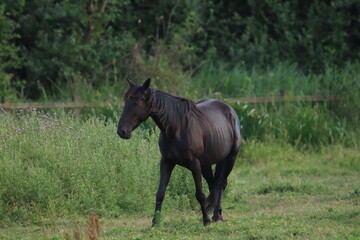 Fototapeta premium horse in the field