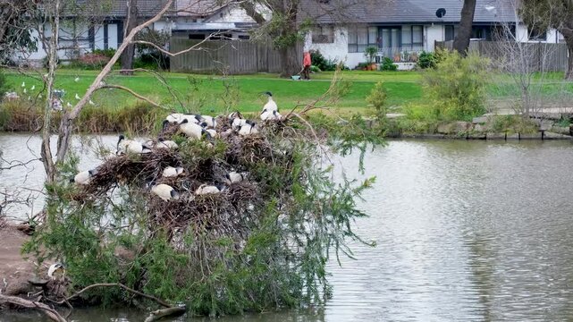 Nesting ibises in a suburban lake at Coburg, Melbourne, Australia, with residential houses and locals walking in the background. Concept of urban wildlife, suburban ecology, and coexistence of nature 