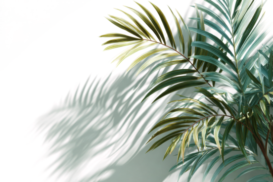 Overlay effects of realistic palm leaf shadows shadows isolated on transparent background, tropical leaves shadows